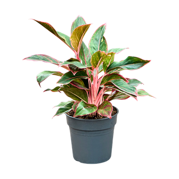 Aglaonema 'Siam Red' 4AGSRBU17