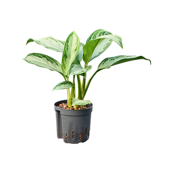 Aglaonema 'Silver Bay' 2AGSBBP05