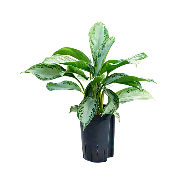 Aglaonema 'Silver Bay' 1AGSBBP10