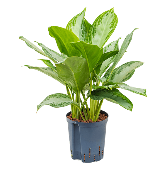 Aglaonema 'Silver Bay' 1AGSBBP20