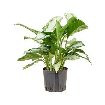 Aglaonema 'Silver Bay' 1AGSBTU10