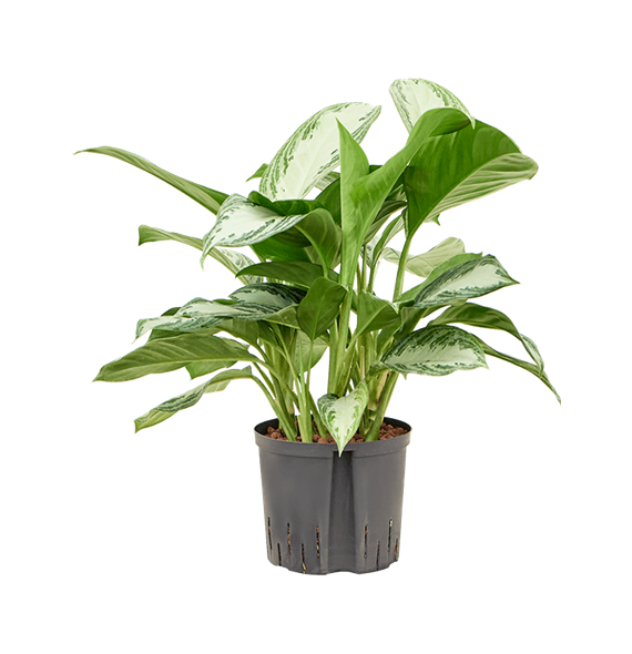 Aglaonema 'Silver Bay' 1AGSBTU10