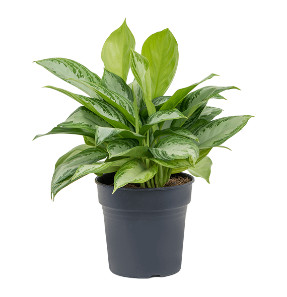 Aglaonema 'Silver Bay' 4AGSBBU21