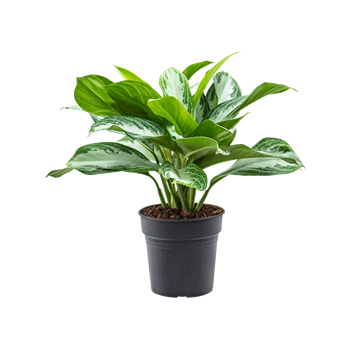 Aglaonema 'Silver Bay' 4AGSBBU50