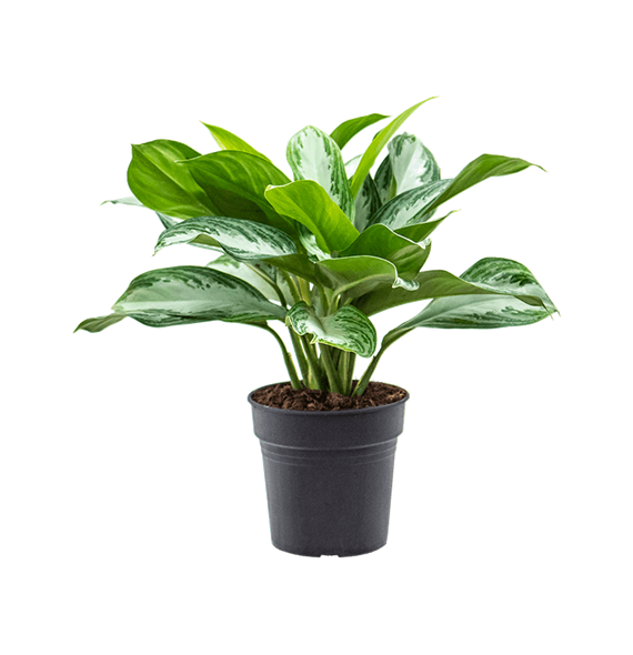 Aglaonema 'Silver Bay' 4AGSBBU50