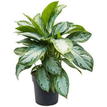 Aglaonema 'Silver Bay' 4AGSBBU20