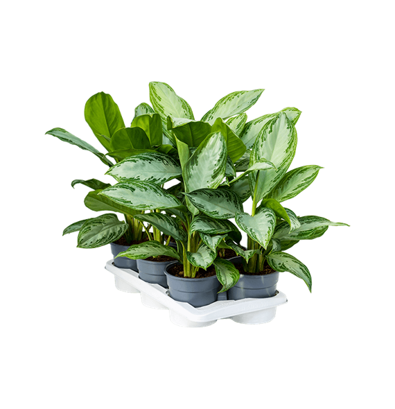 Aglaonema 'Silver Bay' 6/tray 4AGSBBU17