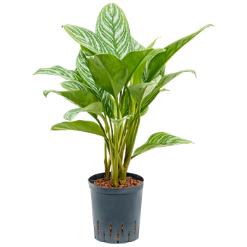 Aglaonema 'Stripes' 1AGSTBP15