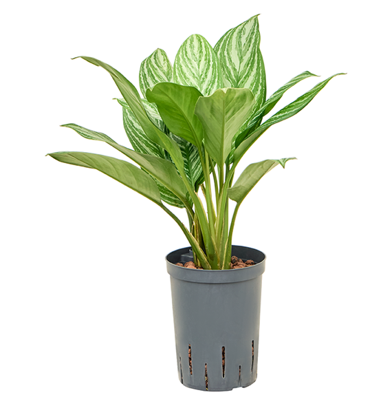 Aglaonema 'Stripes' 1AGSTBP12