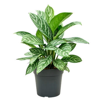 Aglaonema 'Stripes' 4AGSTBU72