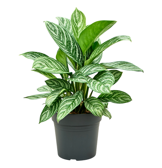 Aglaonema 'Stripes' 4AGSTBU72