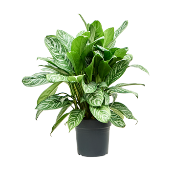 Aglaonema 'Stripes' 4AGSTBU40
