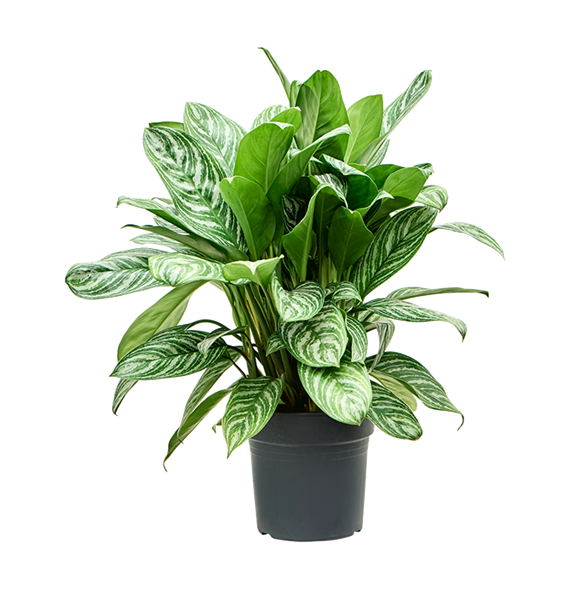 Aglaonema 'Stripes' 4AGSTBU40