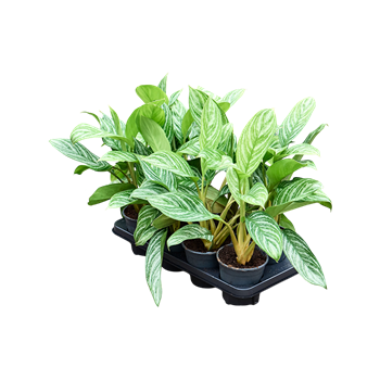 Aglaonema 'Stripes' 8/tray 4AGSTBP14