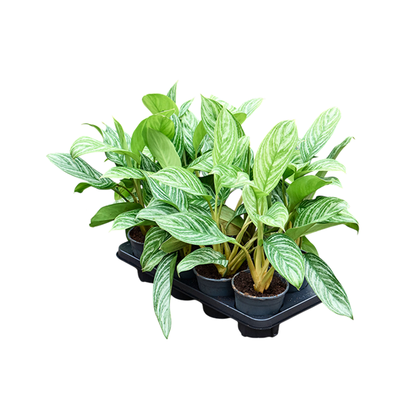 Aglaonema 'Stripes' 8/tray 4AGSTBP14