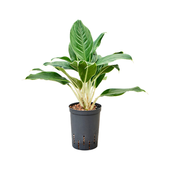 Aglaonema 'White Edge' 1AGWETU15