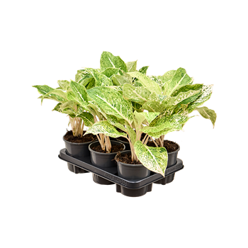 Aglaonema 'White Laksap' 6/tray 4AGWLBP40