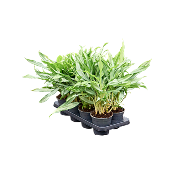 Aglaonema 'White Lance' 8/tray 4AGWLBP14