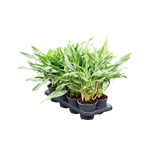 Aglaonema 'White Lance' 8/tray 4AGWLBP14