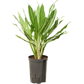 Aglaonema 'White lance' 1AGWLBP15