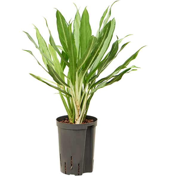 Aglaonema 'White lance' 1AGWLBP15