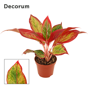 Aglaonema Red Fire F00000577