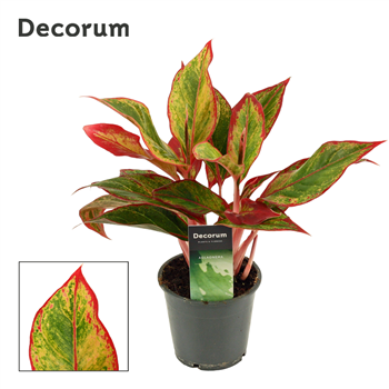 Aglaonema Red Fire F00000573