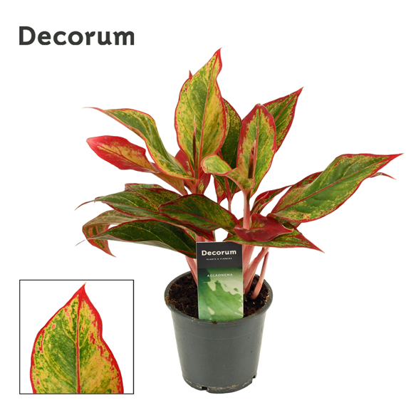 Aglaonema Red Fire F00000573