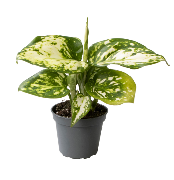 Aglaonema Snowflake F00000913