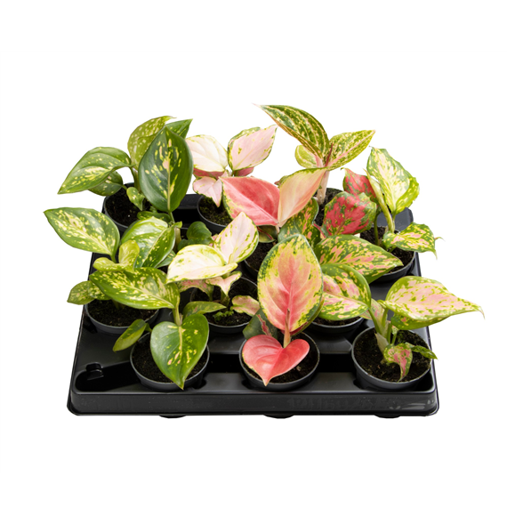 Aglaonema mix F00000914