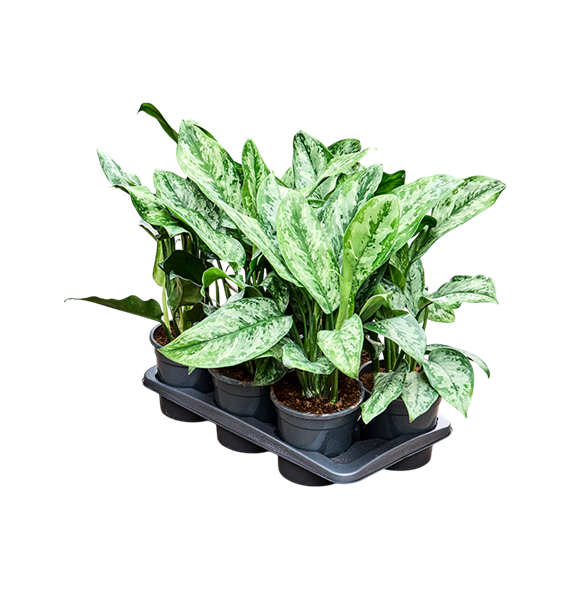 Aglaonema ‘Painted Princes’ 6/tray 4AGPPBP60