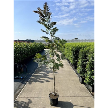 Albizia julibrissin 'Evis Pride' F00006731