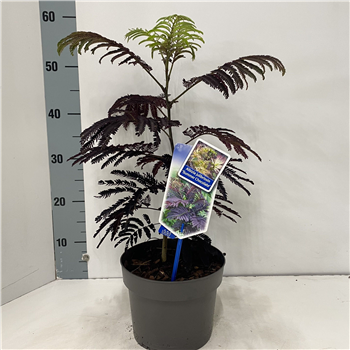 Albizia julibrissin 'Summer Chocolate' F00005748