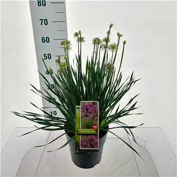 Allium 'Cobalt Millenium' F00005744