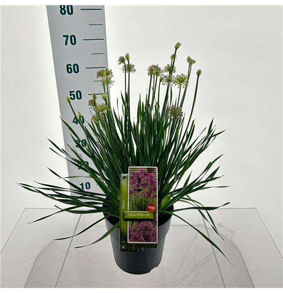 Allium 'Cobalt Millenium' F00005744