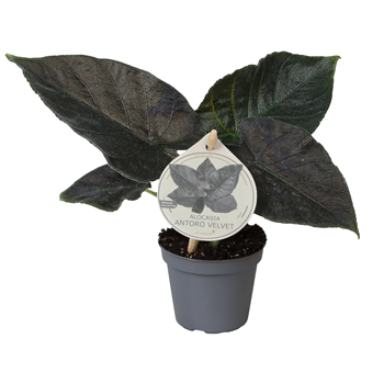 Alokazija 'Antoro Velvet' F00004455