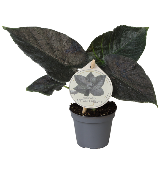 Alokazija 'Antoro Velvet' F00004455