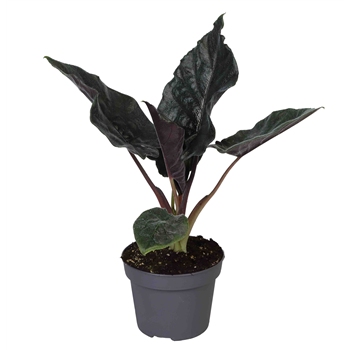 Alokazija 'Antoro Velvet' F00004530