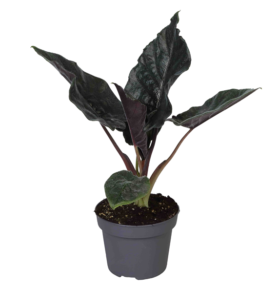 Alokazija 'Antoro Velvet' F00004530