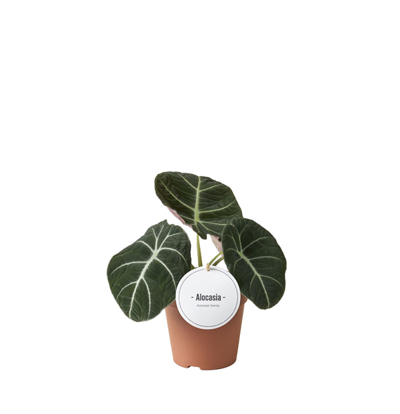 Alokazija 'Black Velvet' F00004906
