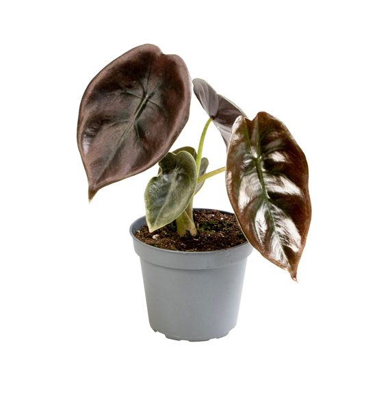 Alokazija 'Cuprea Red' F00004137