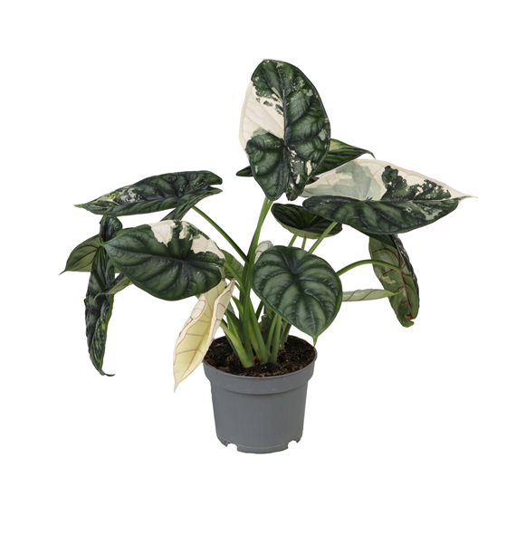 Alokazija 'Dragon Scale' F00001897