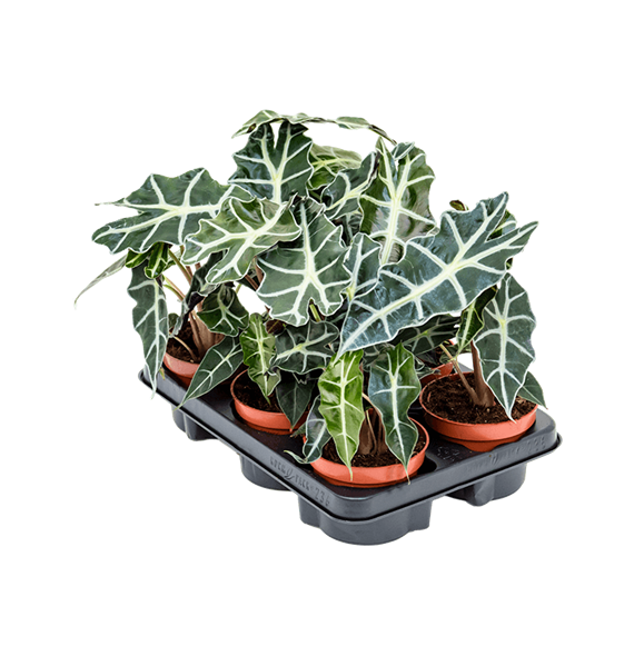 Alokazija 'Polly' 6/tray 4ALPOBP05