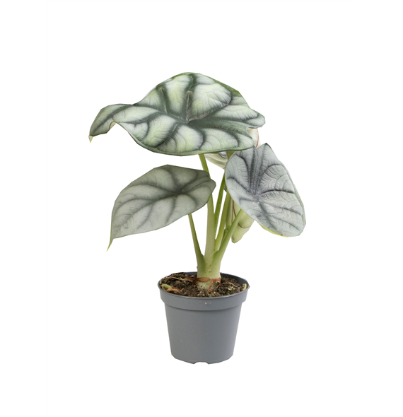 Alokazija 'Silver Dragon' F00004136