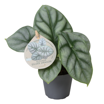 Alokazija 'Silver Dragon' F00004456