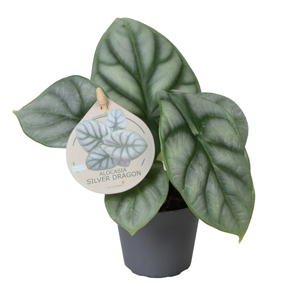 Alokazija 'Silver Dragon' F00004456