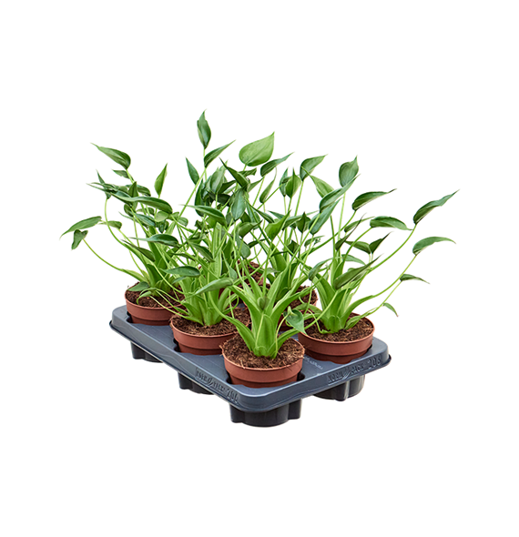 Alokazija 'Tiny Dancer' 6/tray 4ALTDBP40