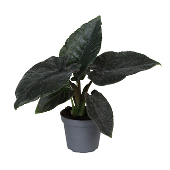 Alokazija Antoro Velvet F00000865