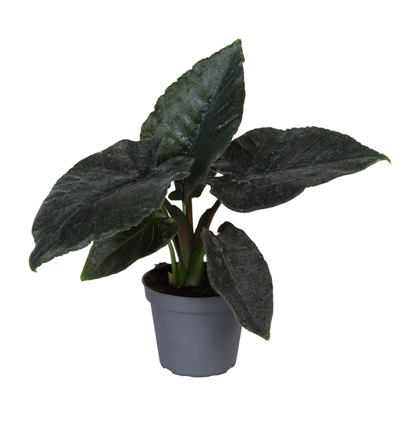Alokazija Antoro Velvet F00000865