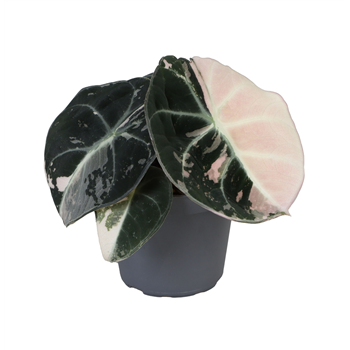 Alokazija Black Velvet Pink Albo Variegated F00000867